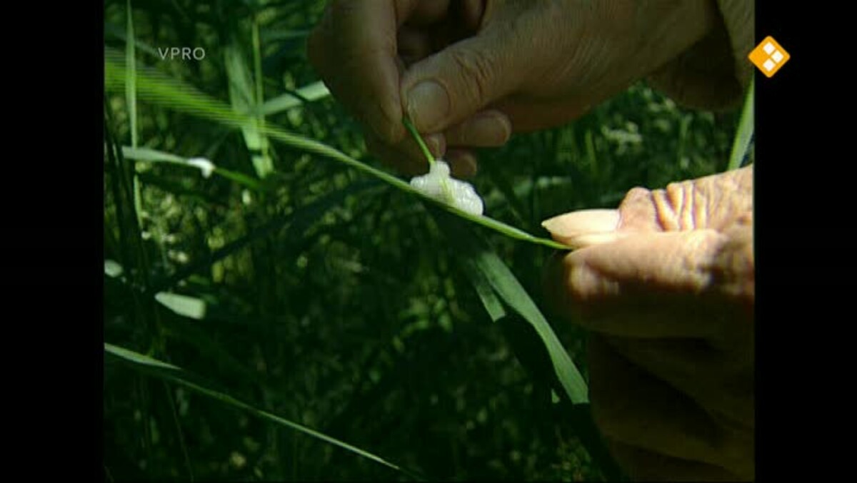 Spuugbeestje - De achtertuin van Jan Wolkers - VPRO